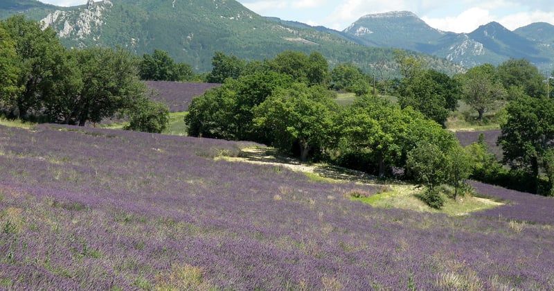 Camping nature en famille dans la Drôme en 2026 : sept adresses, mon carnet de route