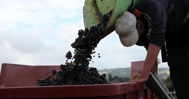 Côté nord : Beaujolais et Dombes