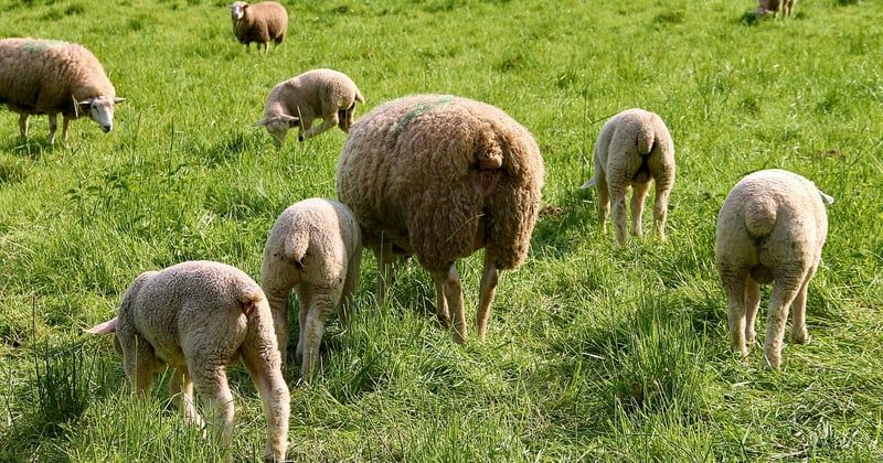 10 activités plein air gratuites pour famille nombreuse à tester