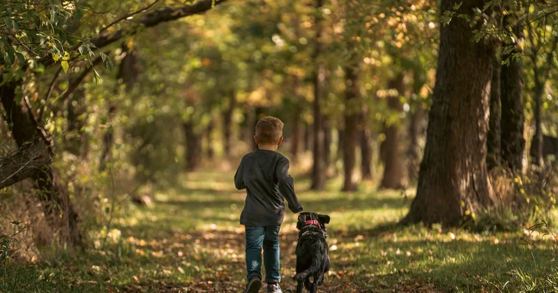Pourquoi la balade en forêt reste la valeur sûre (et comment ne pas la rater)